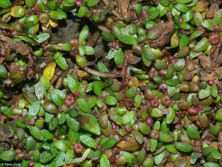 Представитель Семейства Elatinaceae